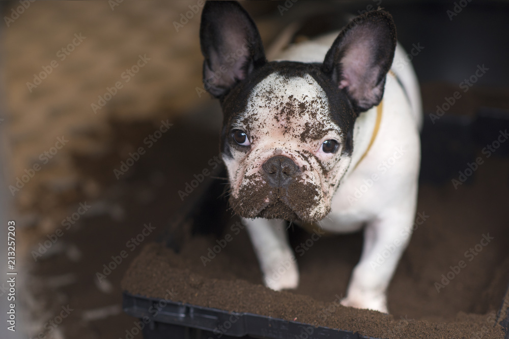 White puppies Sloppy with dust White puppies Sloppy with dust