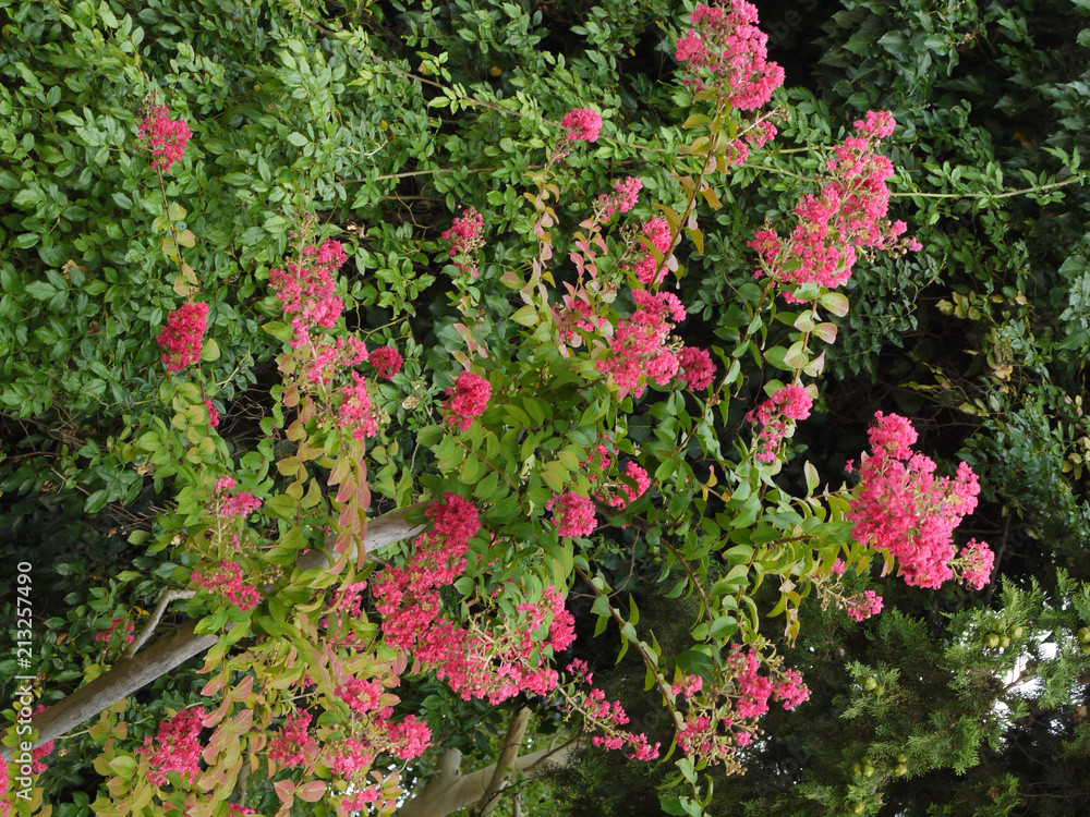 pink flowers on bushes with small green leaves behind a wooden fence