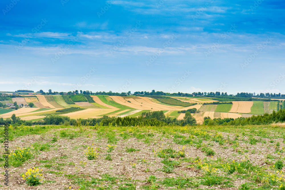 Fototapeta premium A beautiful, summer rural landscape in Poland. Fields, meadows and lots of shades of yellow and green