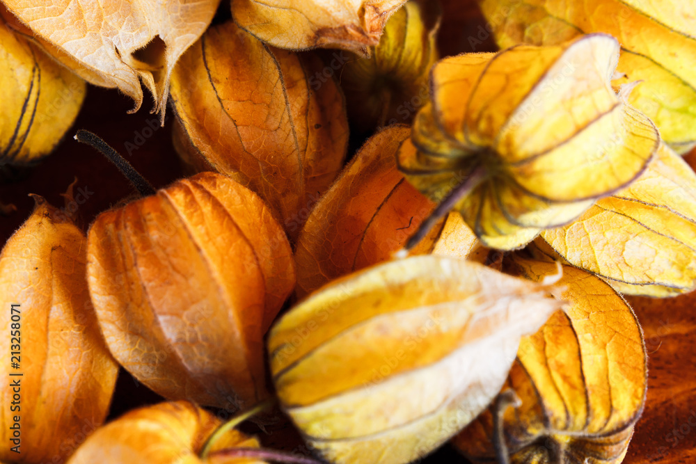 Macro Shot of Golden Cape Gooseberrries Macro Shot of Golden Cape Gooseberrries