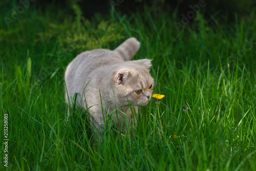 Gray scottish fold cat with green grass and yellow flower