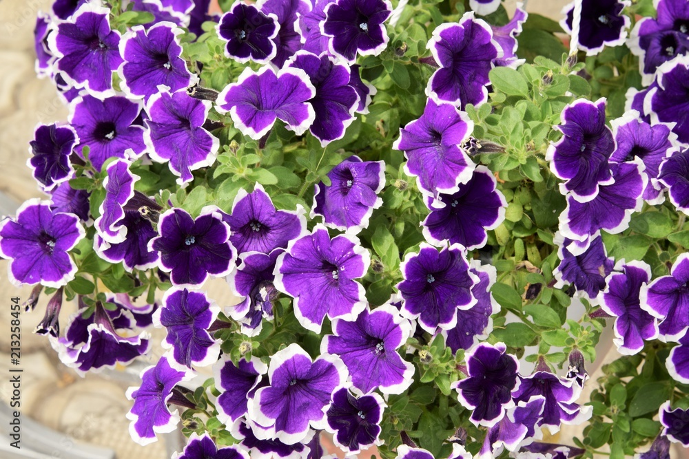 красивые фиолетовые цветы петуньи в саду Stock Photo | Adobe Stock