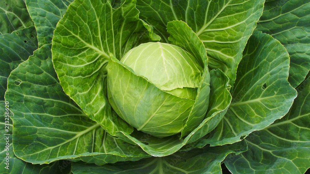 Fresh cabbage grows in the garden. Fresh cabbage grows in the garden.