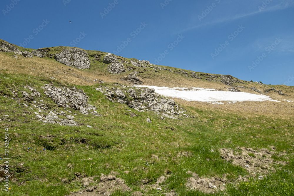 Summer view with snow in Bucegi Mountains, Bucegi national park, sunny day, clear sky with few clouds, beautiful green grass