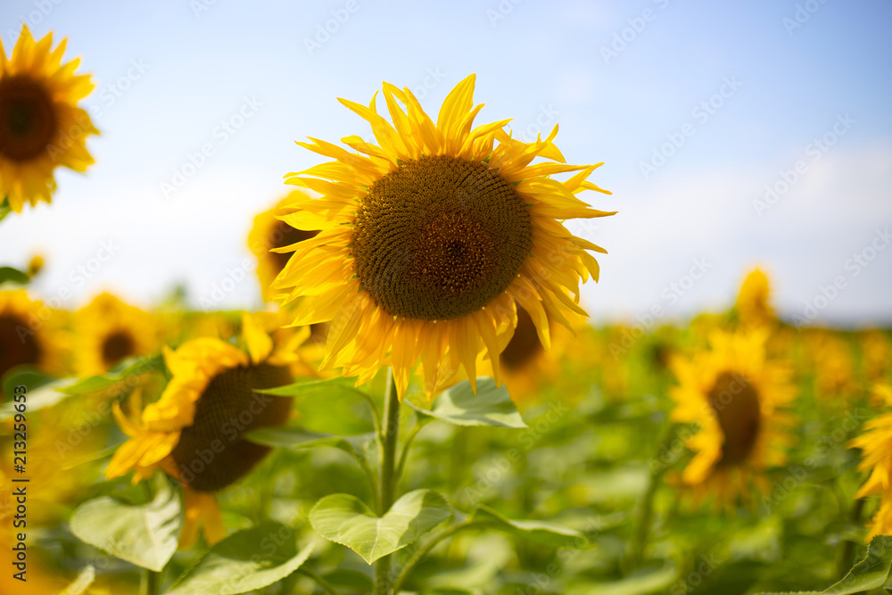 Fototapeta premium Beautiful sunflower. Sunflower closeup. Field with sunflowers.