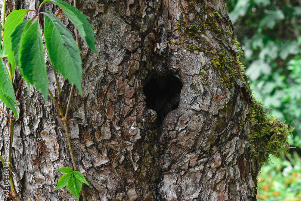 Black hole entry for bird in tree trunk
