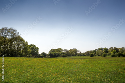 landscape of green fields