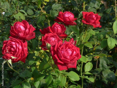 Big bush of red roses with lush petals  sharp thorns and salty leaves