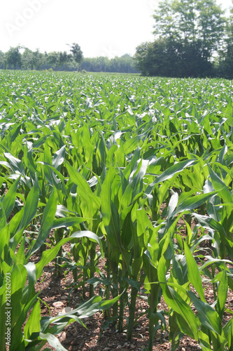 Corn plants growing in the field 