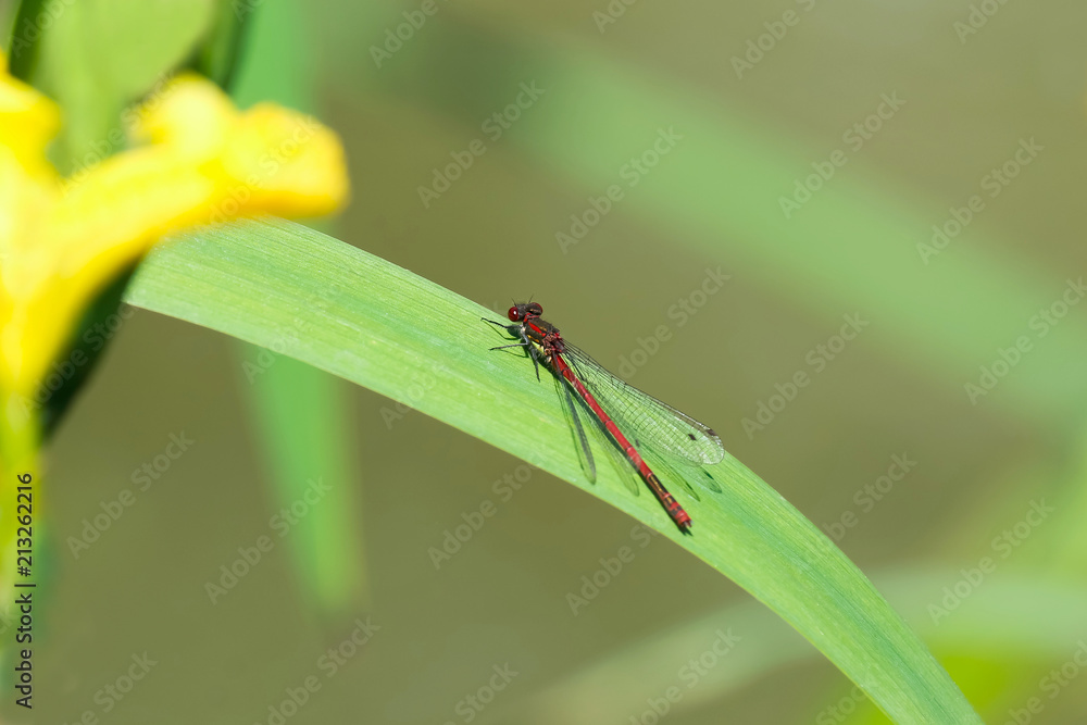 Frühe Adonislibelle, Pyrrhosoma nymphula Frühe Adonislibelle, Pyrrhosoma nymphula