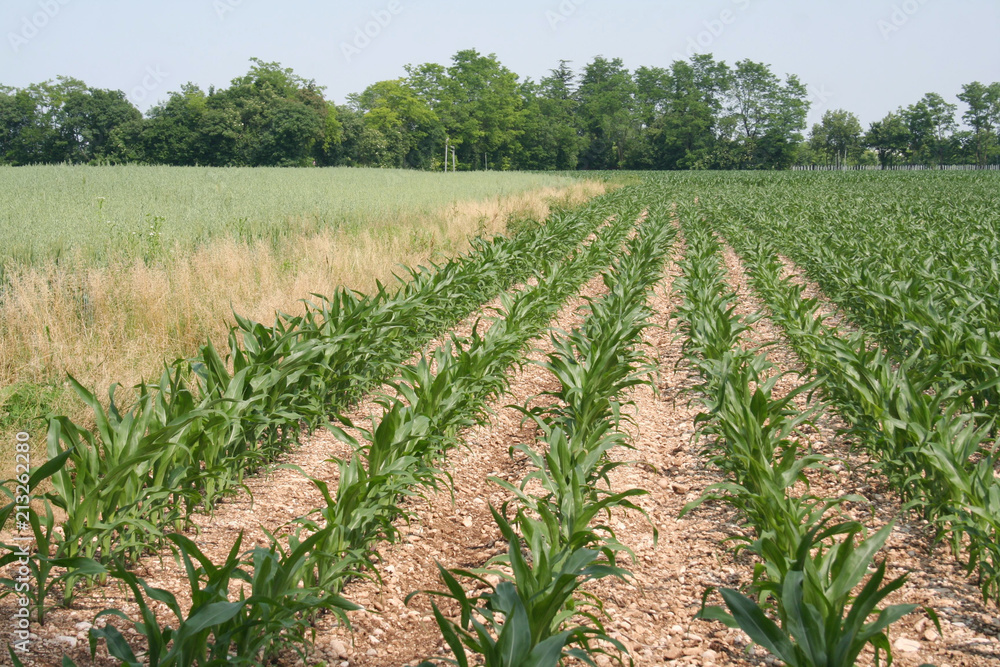 Corn plants growing in the field 