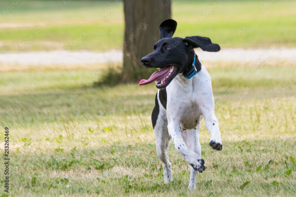 German Shorthair Pointer Running in the Grass German Shorthair Pointer Running in the Grass