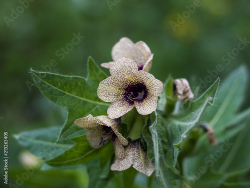 Fotografi flower of henbane
