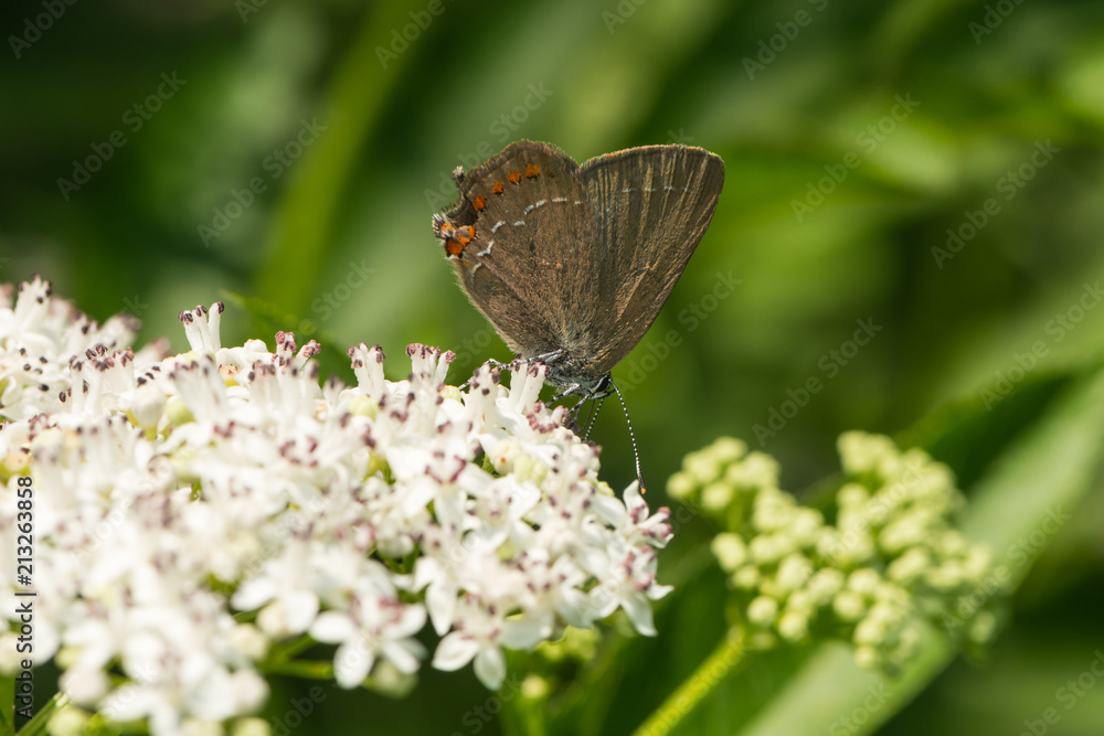 Kleiner Schlehenzipfelfalter saugt Nektar an einer Blüte
