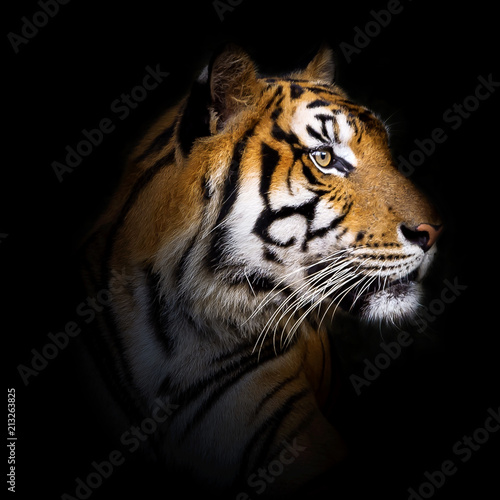 Portrait of tiger. © ake