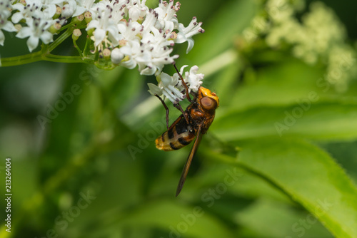 Hornissenschwebfliege saugt Nektar an einer Blüte