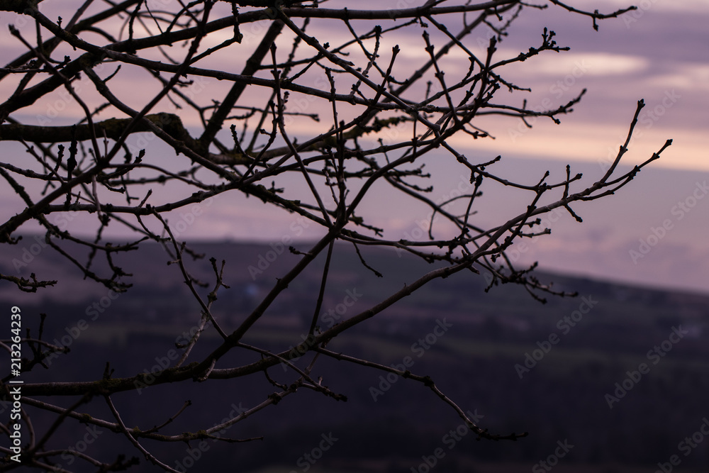 Branch Sunset Branch Sunset