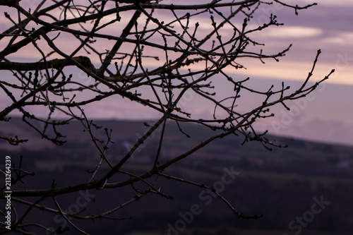 Branch Sunset
