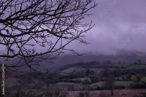 Branch in the fog