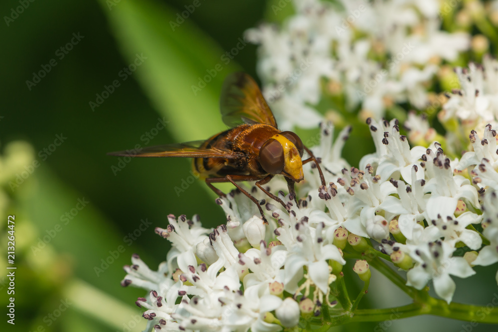 Hornissenschwebfliege saugt Nektar an einer Blüte Hornissenschwebfliege saugt Nektar an einer Blüte