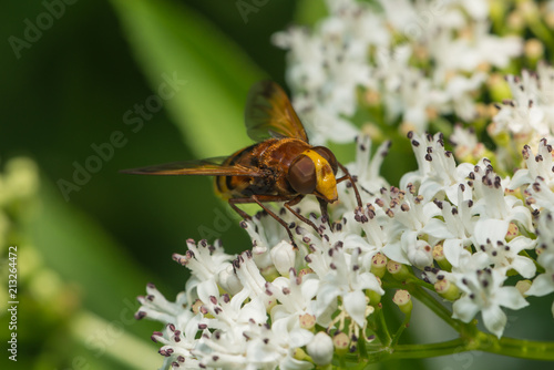 Hornissenschwebfliege saugt Nektar an einer Blüte © nounours1