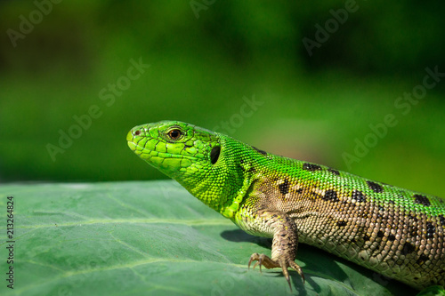 Green lizard in the grass