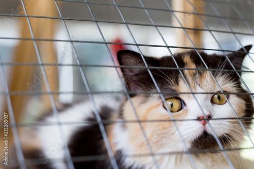 Beautiful cat in the cage , with yellow eyes, brown and black hair.