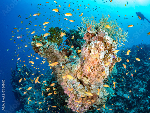Fototapeta Naklejka Na Ścianę i Meble -  Colour of Reef