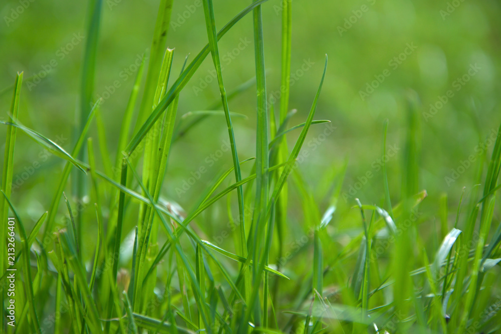 Green grass on a sunny day Green grass on a sunny day