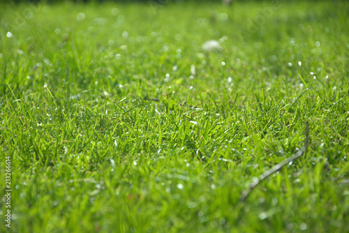 Wallpaper Mural Close-up green grass in garden Torontodigital.ca