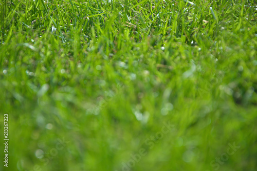 Close-up green grass in garden