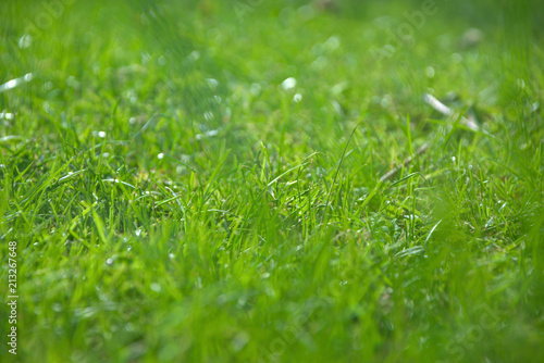 Close-up green grass in garden