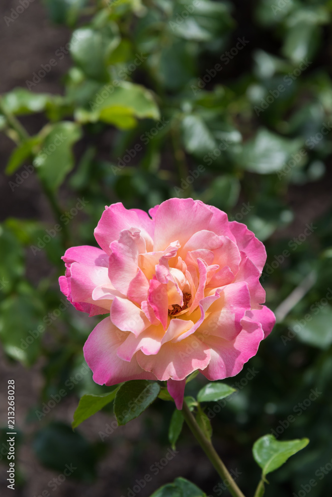 Single rose with pale yellow center and dark pink fringed petals close-up