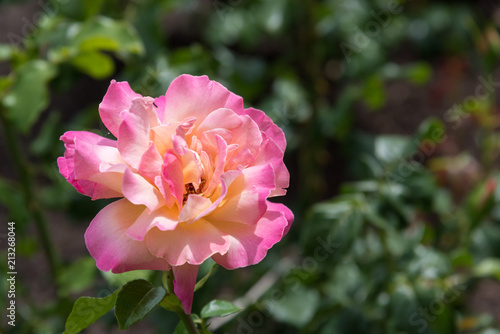 Close-up single pale pink rose with yellow center and dark pink fringe on petals