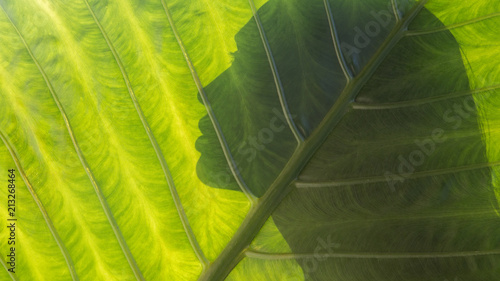 Beautiful woman silhouette on a tropical leaf background. Healthy life. Purity