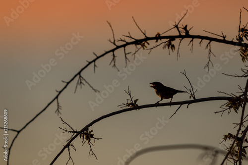 silhouette of bird on branch