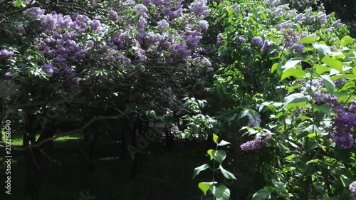 Lilac garden in Moscow photo