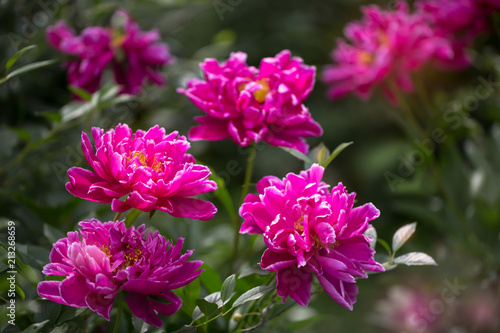 crimson peonies