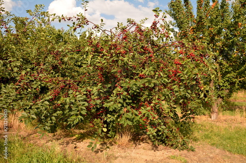 sad wiśniowy