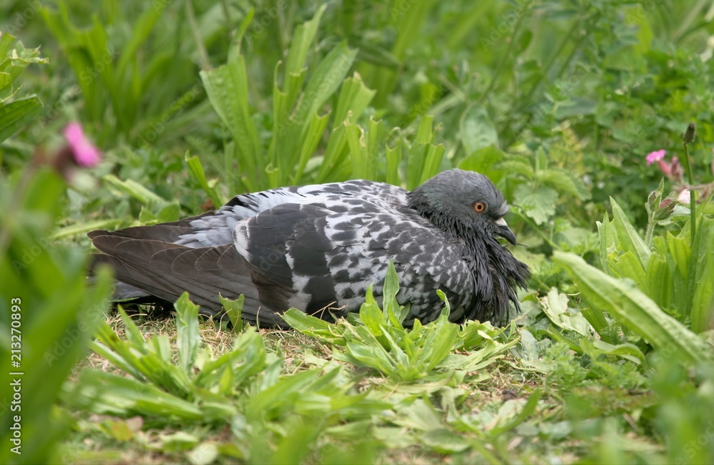Fototapeta premium Rock Pigeon sitting in the grass