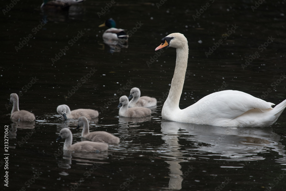 Fototapeta premium Mute swan with cygnets