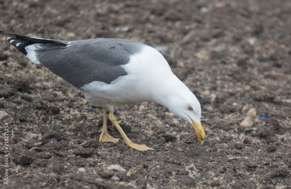 Obraz premium Lesser Black-backed Gull