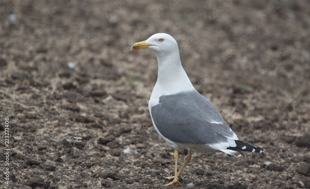 Fototapeta premium Lesser Black-backed Gull