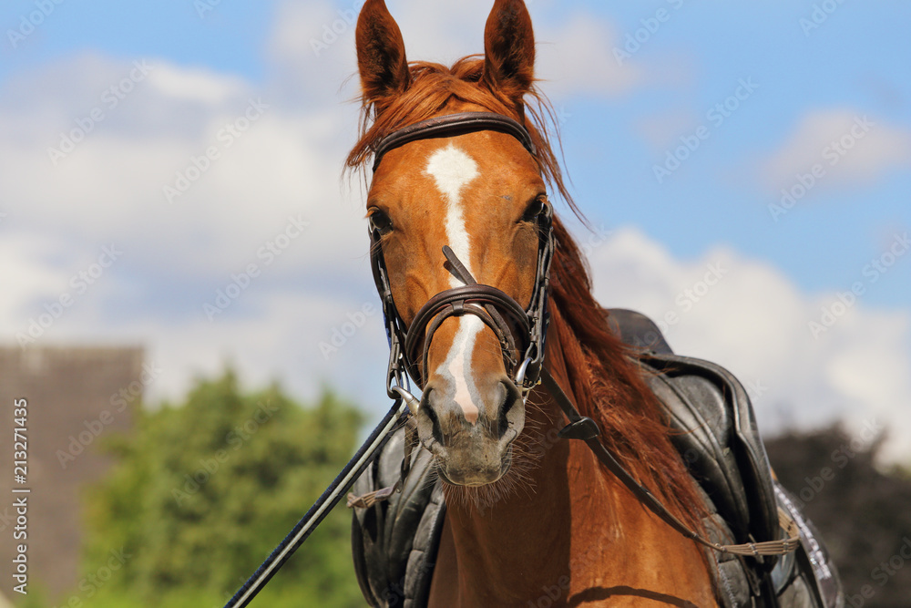 Obraz premium séance de longe au manège avec cheval bai