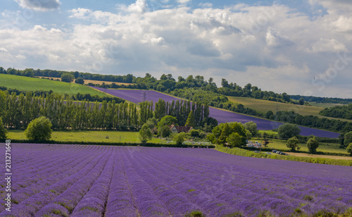  Lavender Fields in Kent  photo