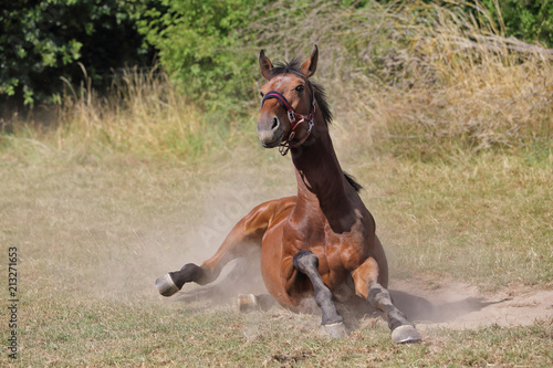 cheval de race sang chaud belge (BWP) se roulant sur le sol dans pré
