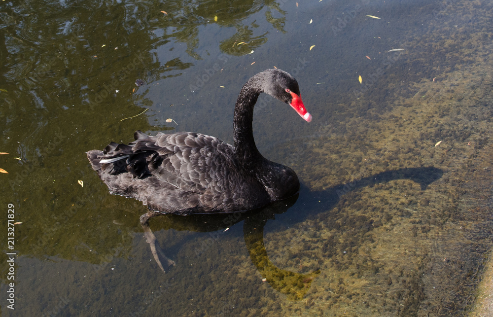 Fototapeta premium Beautiful Black Swan
