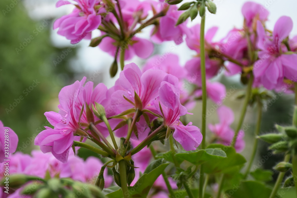 geranium