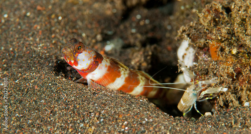 Gorgeous shrimpgoby Amblyeleotris wheeleri  with symbiotic shrimp Bali Indonesia