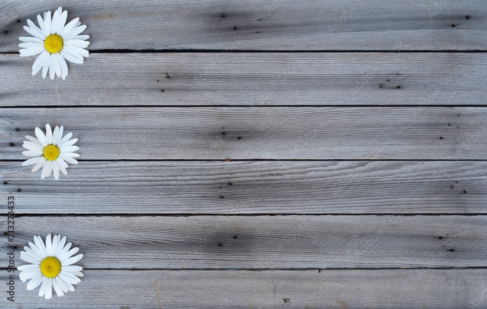 Obraz premium Three white daisies on wood background